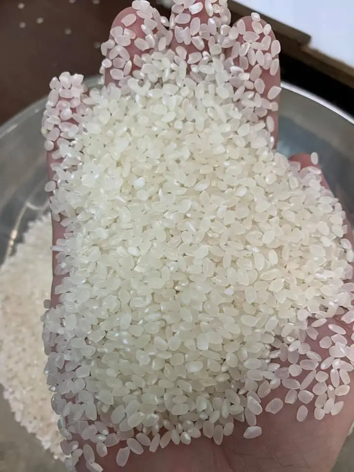 Good Quality Japonica Rice in Vietnam/ Calrose Rice with Round Rice