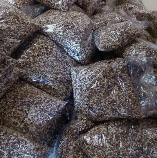 Wholesale Moringa Seeds Factory Price Moringa Seeds
