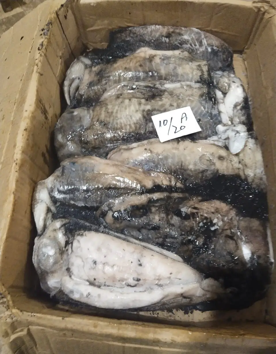 CuttleFish / Frozen Fresh Cuttlefish