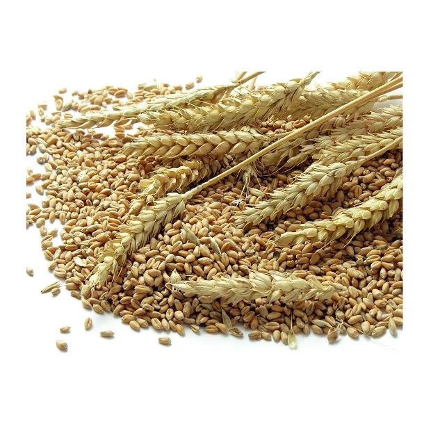 Top Quality Wholesale Price Of Organic Wheat Grains