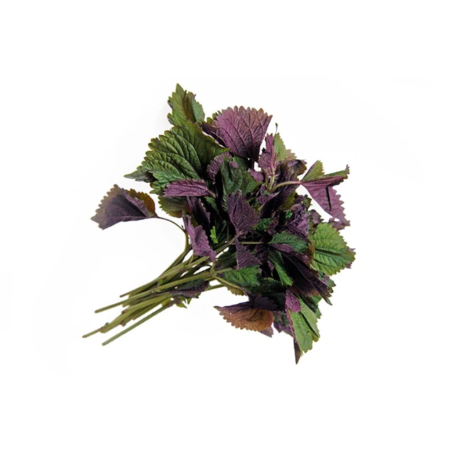 Fresh Vietnam Beefsteak plant / Best quality for wholesale / Quick response and cheap price