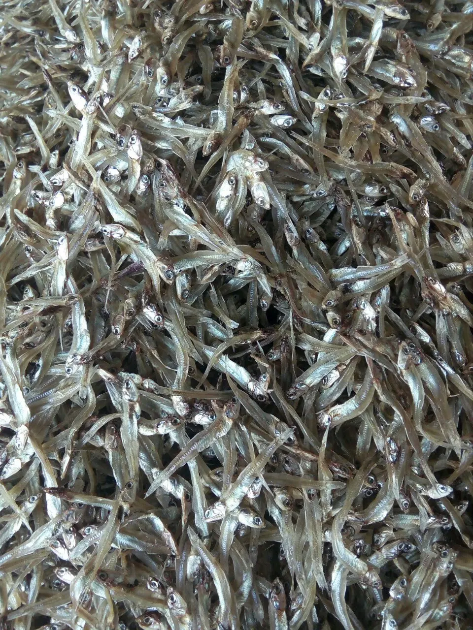 VIETNAM DRIED ANCHOVY FISH/ SPRATS NATURAL SUN DRIED (Anchois) FISH DRIED SEAFOOD- LINDA WHATSAPP: 0084 989 322 607