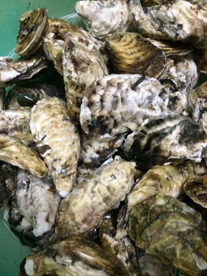 
Frozen Pacific Oyster Intestines High value and Quality Seafood from Vietnam 