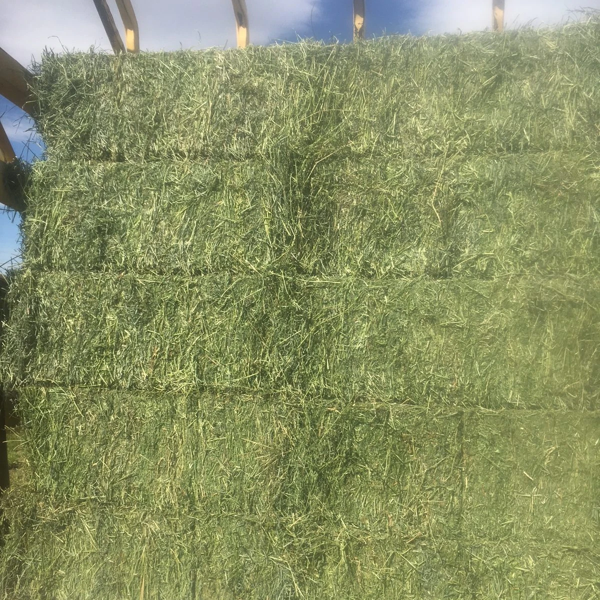 Alfalfa Hay growers For sale Lucern hay Animal