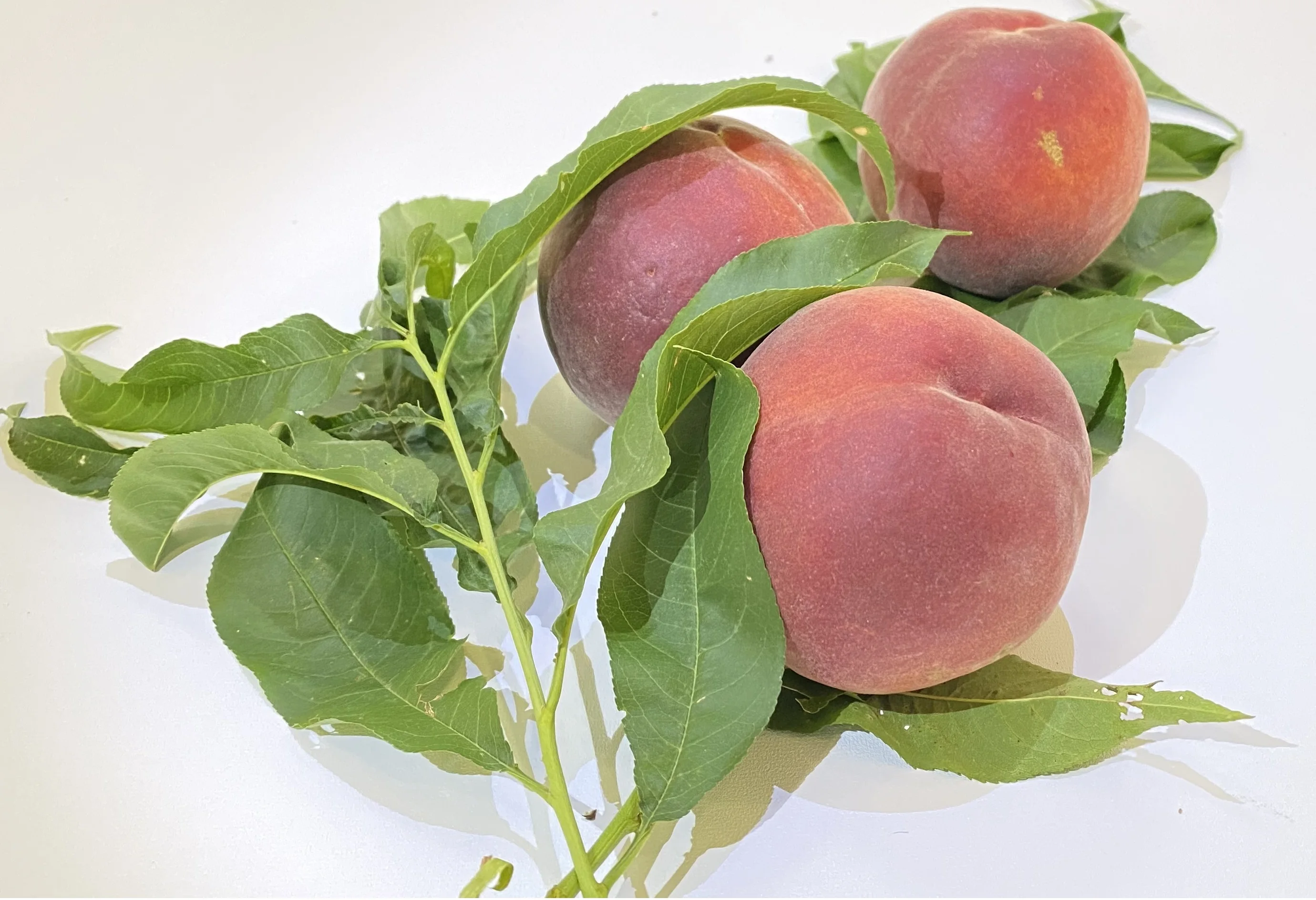 Premium Factory Supply Variety Size Grade Product Nectarines Fruit Taste Maturity Juicy Sweet Style Fresh Peaches