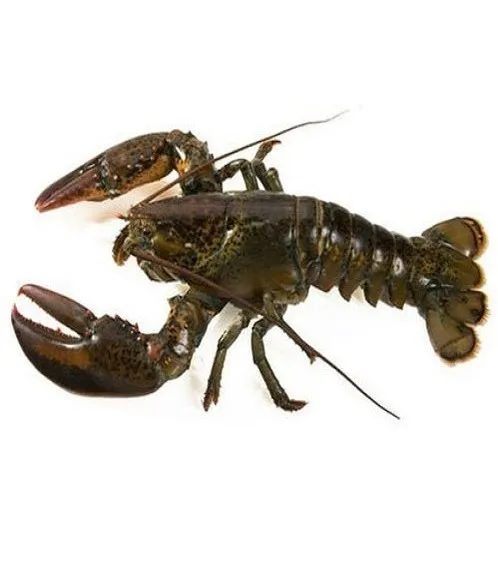 Live Canadian Lobsters, Frozen Lobster Tails For Sale