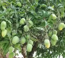 
Organic Bactericide - for Farms, Gardens, Fields, Home Gardens, Indoor plants - Pure Herbal Product - Organic Pesticide 