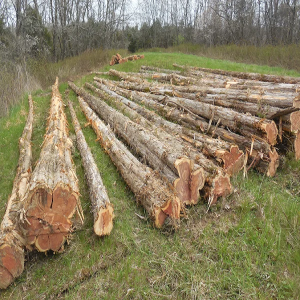  Деревянные бревна эвкалипта для продажи в Западной