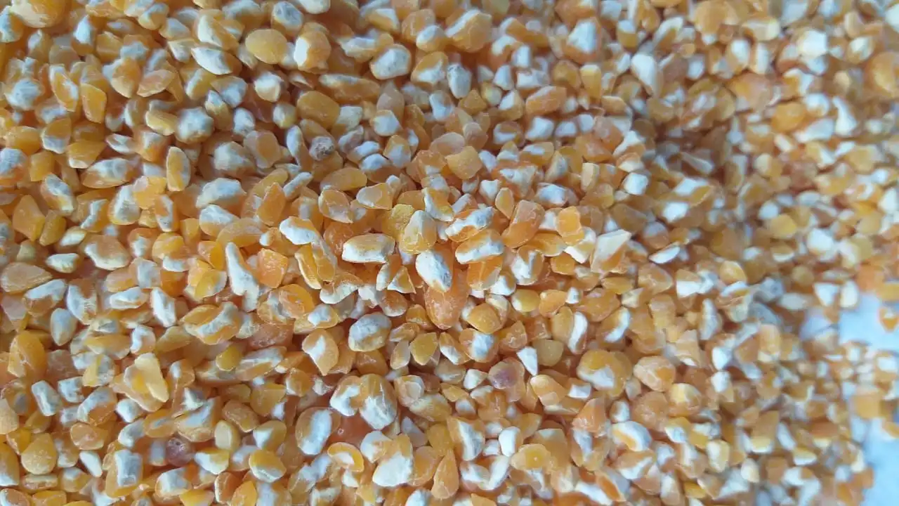 Yellow Corn Grits for animal feed 2021 hot selling
