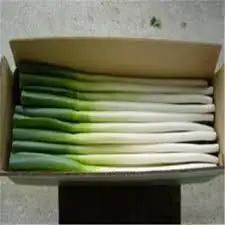 
Fresh Scallions Fresh Green Onion, Green onion , Welsh onion &nbsp;&nbsp;
