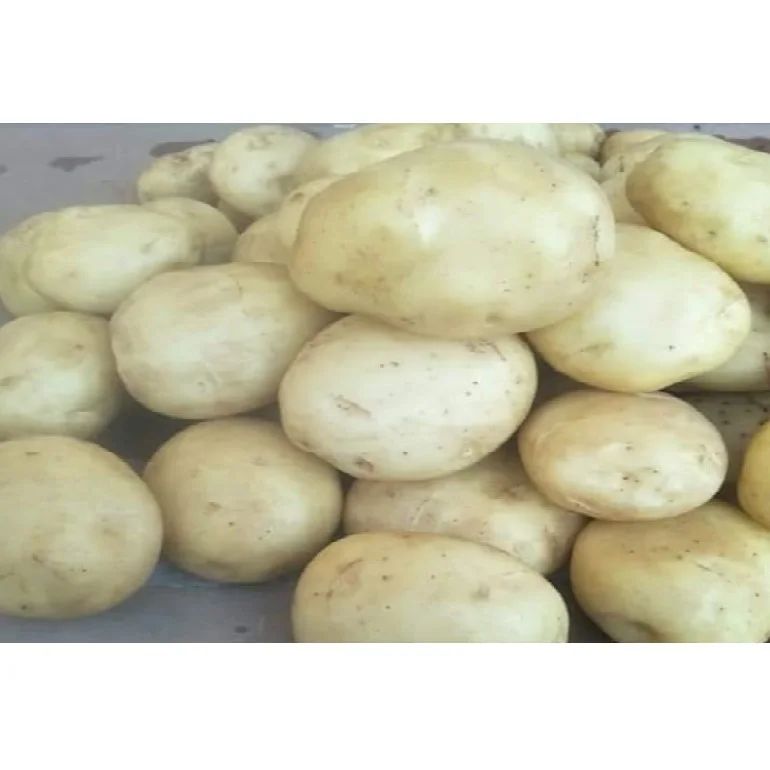 Best Selling Food Grade Common Cultivation Type Fresh Organic Granola Potato For Sale