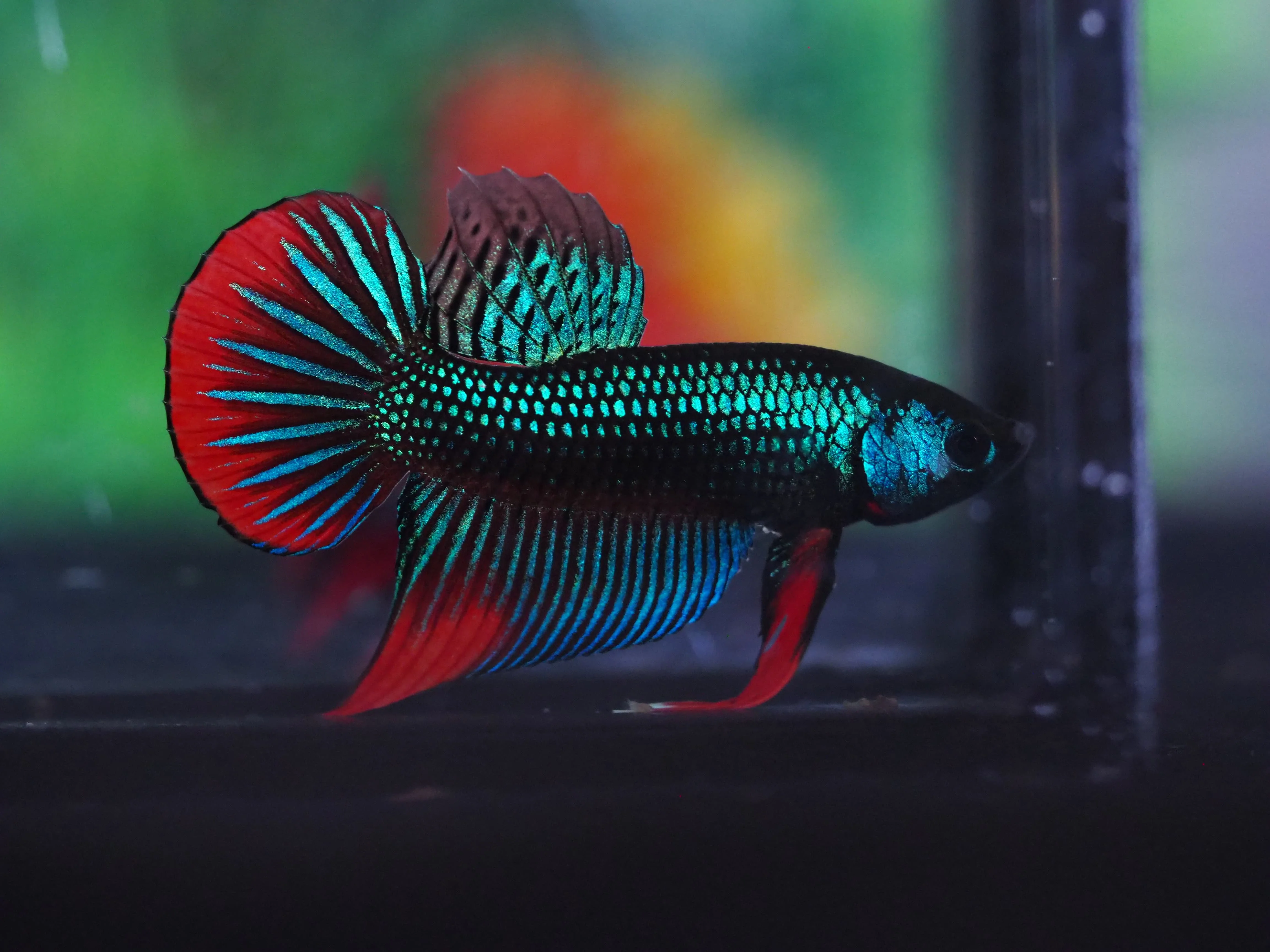 
WILD BETTA - Muticolor Thailand Betta Fish Premium Quality Plakat Siamese Fighting Fish Ornamental Aquariums 