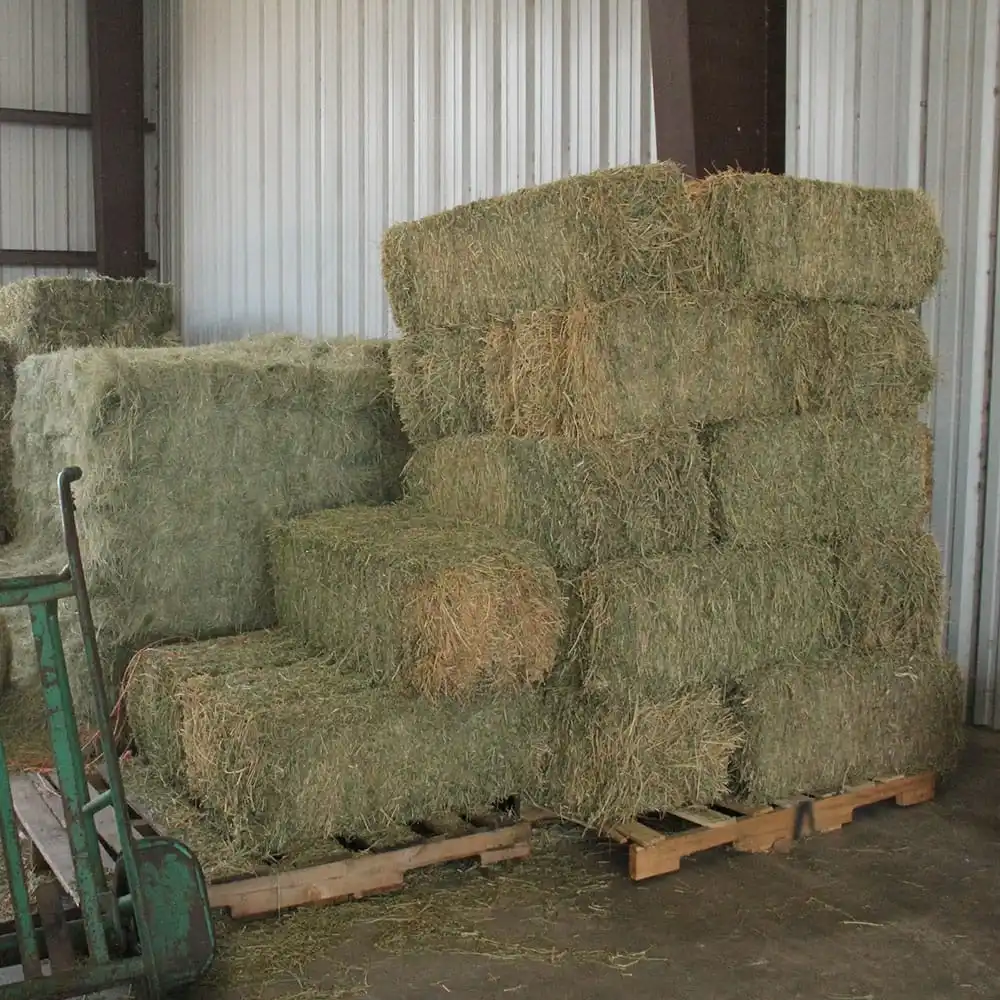 We Sell Top Quality Premium Alfalfa Hay, At Low Price