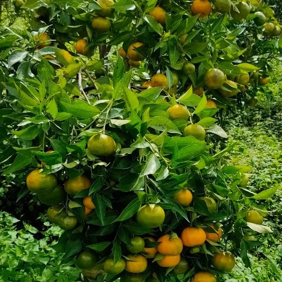 Vietnam Mandarin orange (Tangerine) fresh fruit- Premium, high quality, clean farming, VietGap, prestige, attractive price