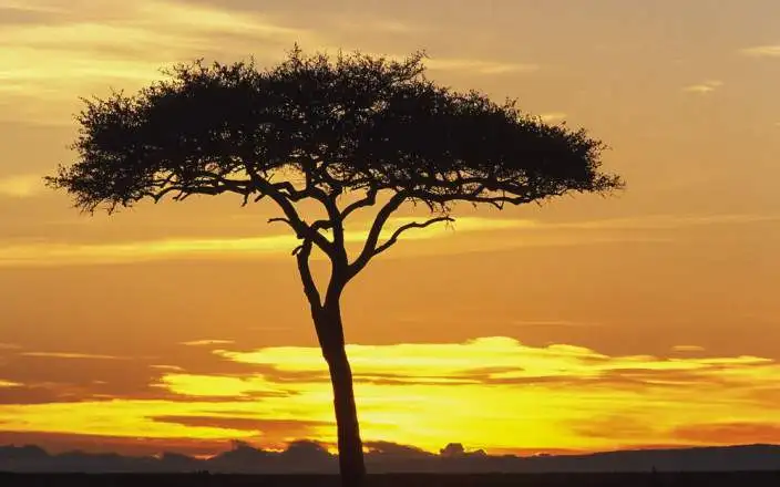 MASAI MARA AMAZING BUDGET SAFARI