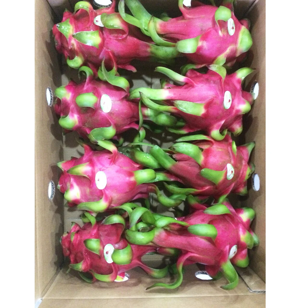4.5kg/box Packaging Red and Green Sweet Taste Red flesh/ White flesh Variety Dragon fruit Export From Vietnam