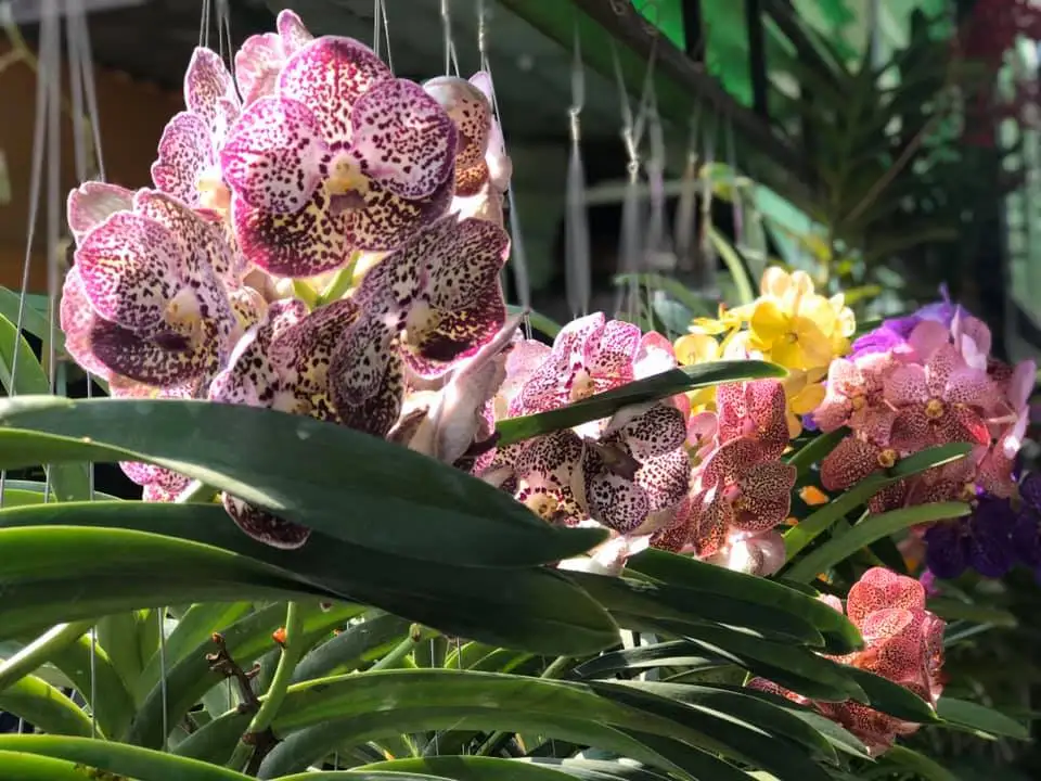 Nursery Wholesale Fresh Orchid Live Plant Thailand from TH;62