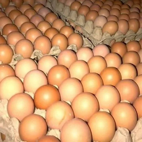 Свежие куриные яйца для фермы белые и