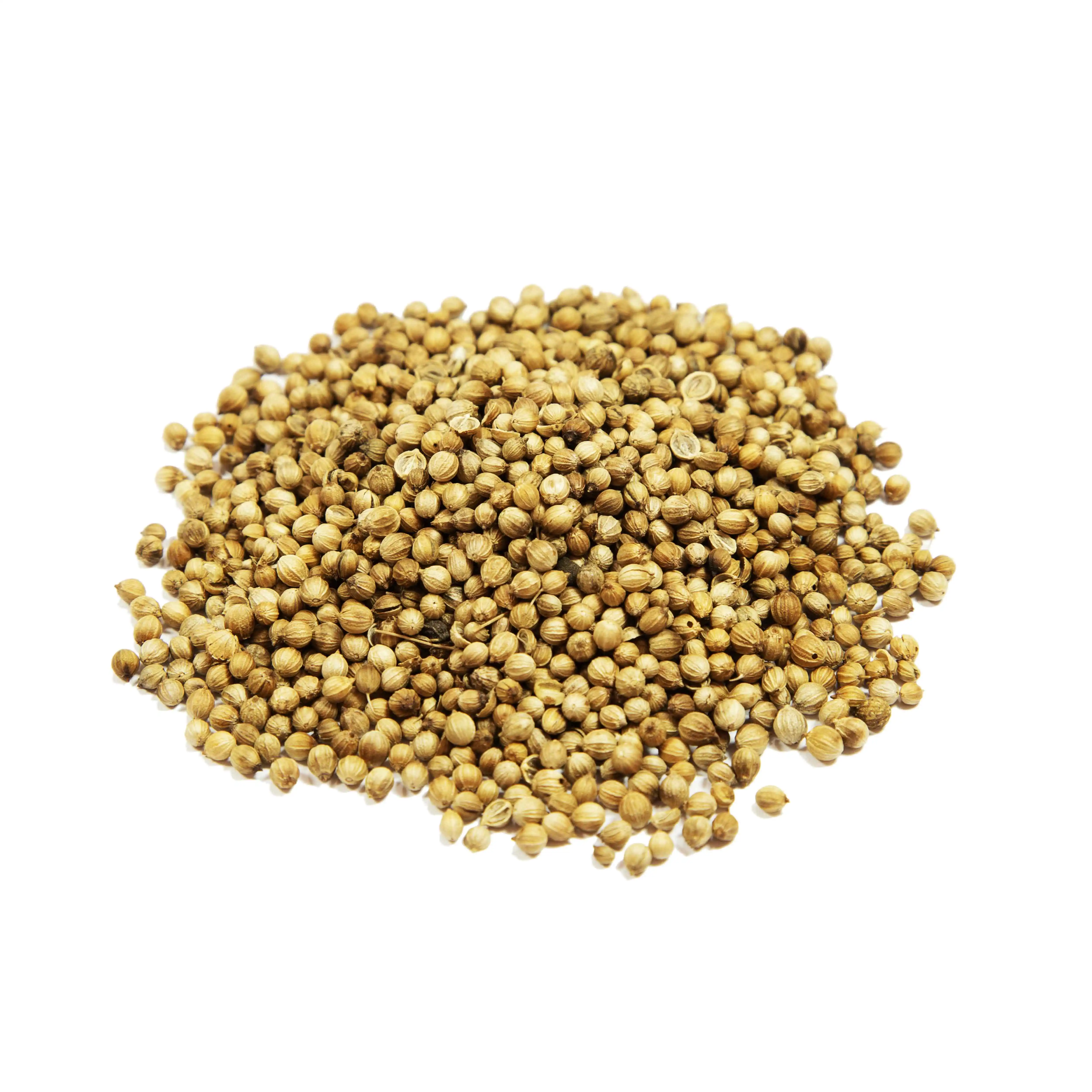 
Coriander Seed From Turkey 