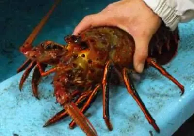 
Delicious Seafood Products Wild Live Panulirus Interruptus Red Spiny Lobster 