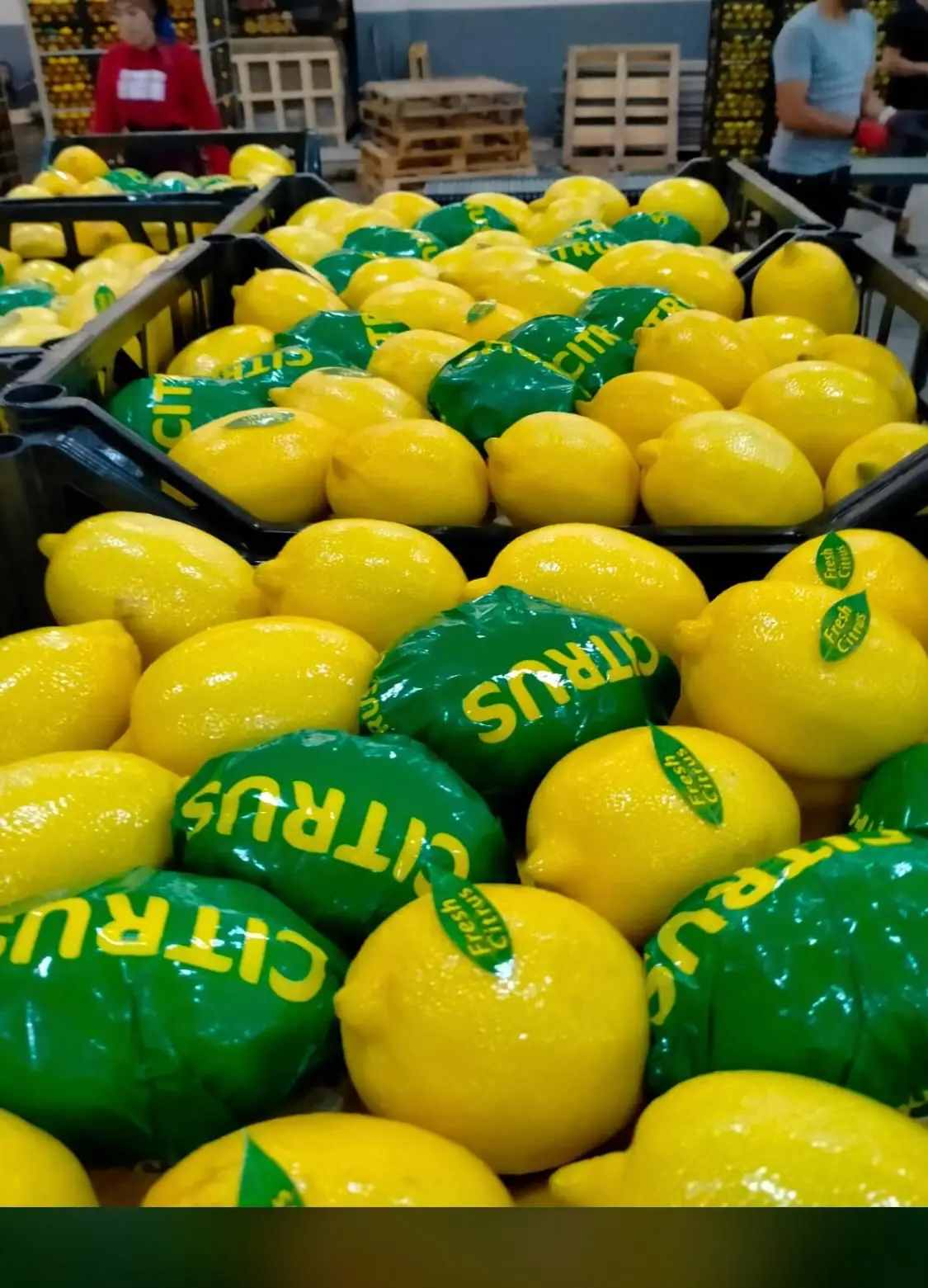 FRESH LEMON FROM TURKEY WHOLESALE CHEAP PRICE !!! HIGH QUALITY !!