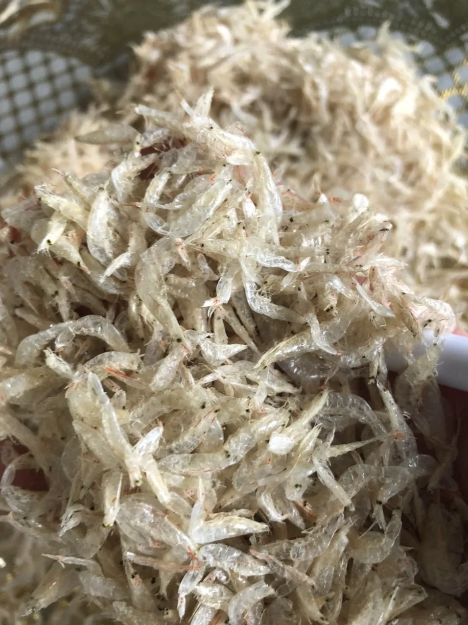 Competitive price dried baby shrimp/small  shrimp high quality/ Ms. Esther