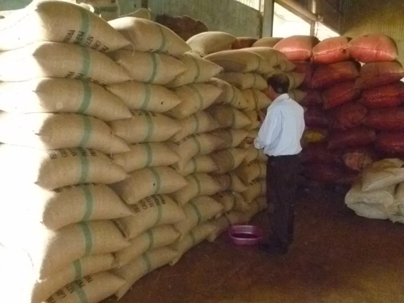  Вьетнамские моющиеся зеленые кофейные зерна ARABICA класса 1.
