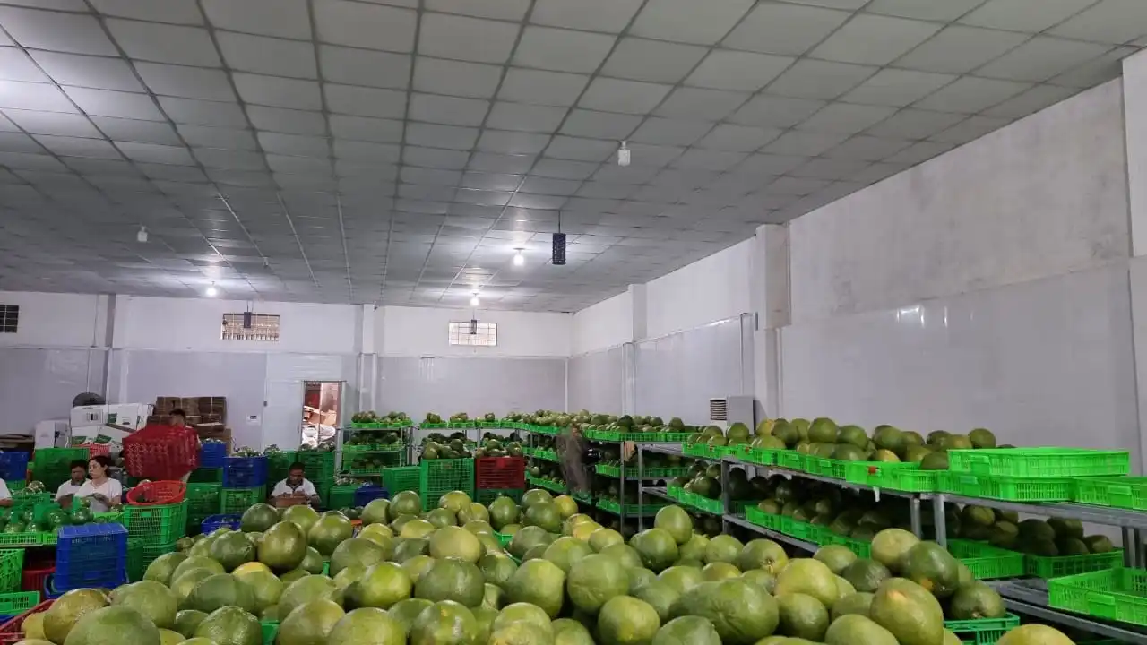 Fresh Pomelo - Super Sweet Juicy Healthy Fresh Pomelo with Thick Meat and Natural Sweet from Viet Nam