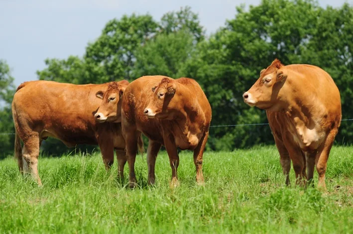 Крупные партии беременного крупного рогатого скота Hereford на