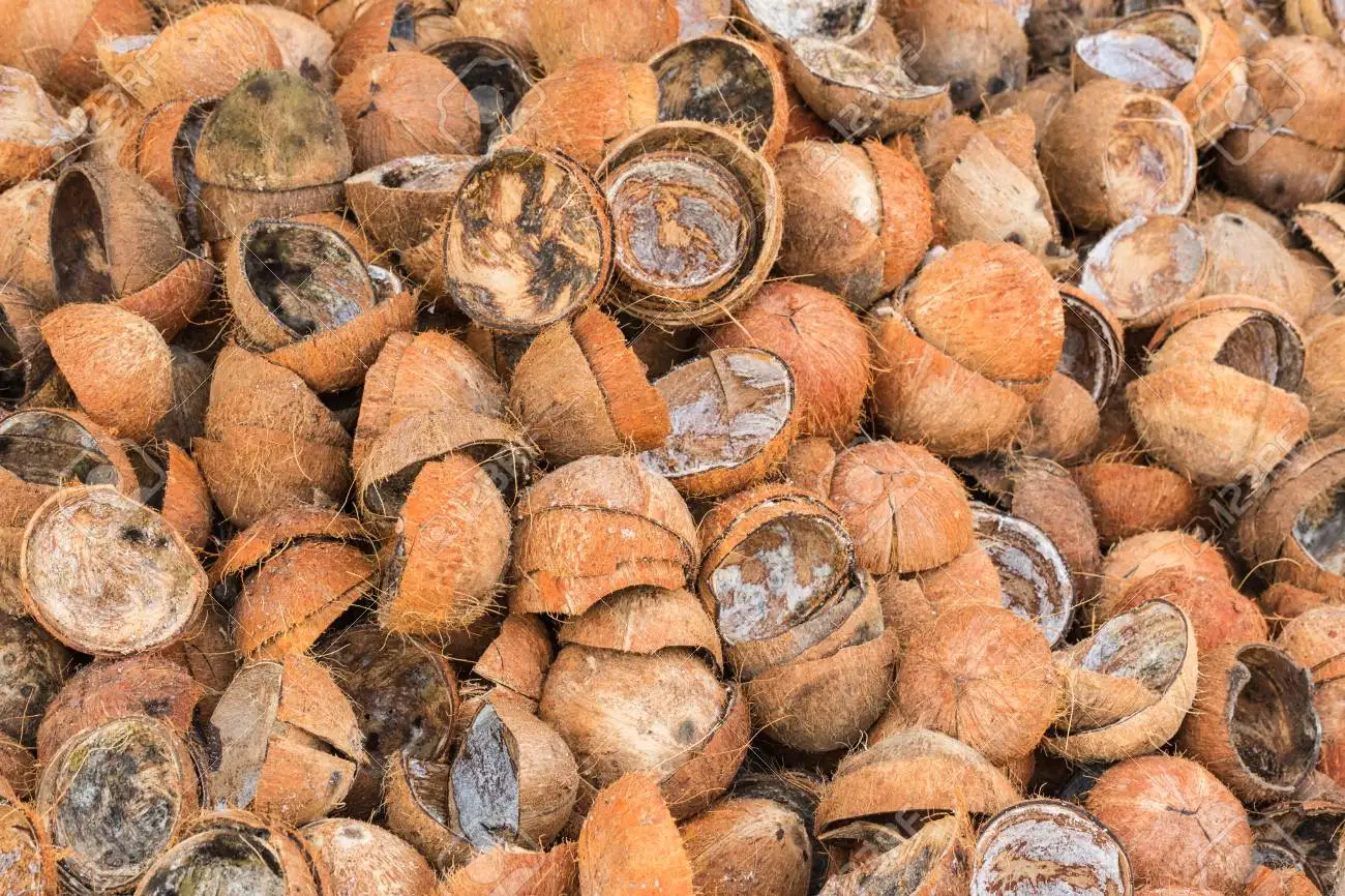 COCONUT SHELL VERY CHEAP PRICE