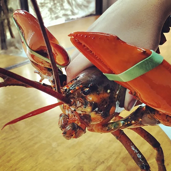 Live Canadian Lobsters Frozen Box Style Packaging