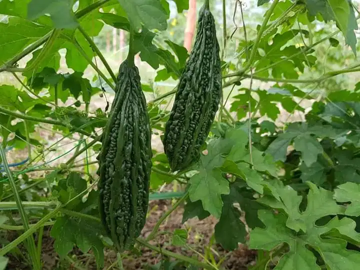 
2021 New Arrival Hybrid F1 Bitter Melon Seed For Planting 