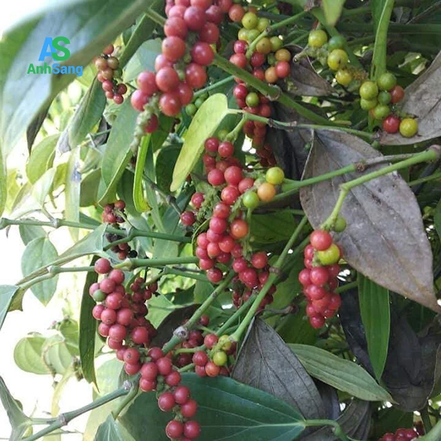 Good Quality Dried Black Pepper With Pungent Taste