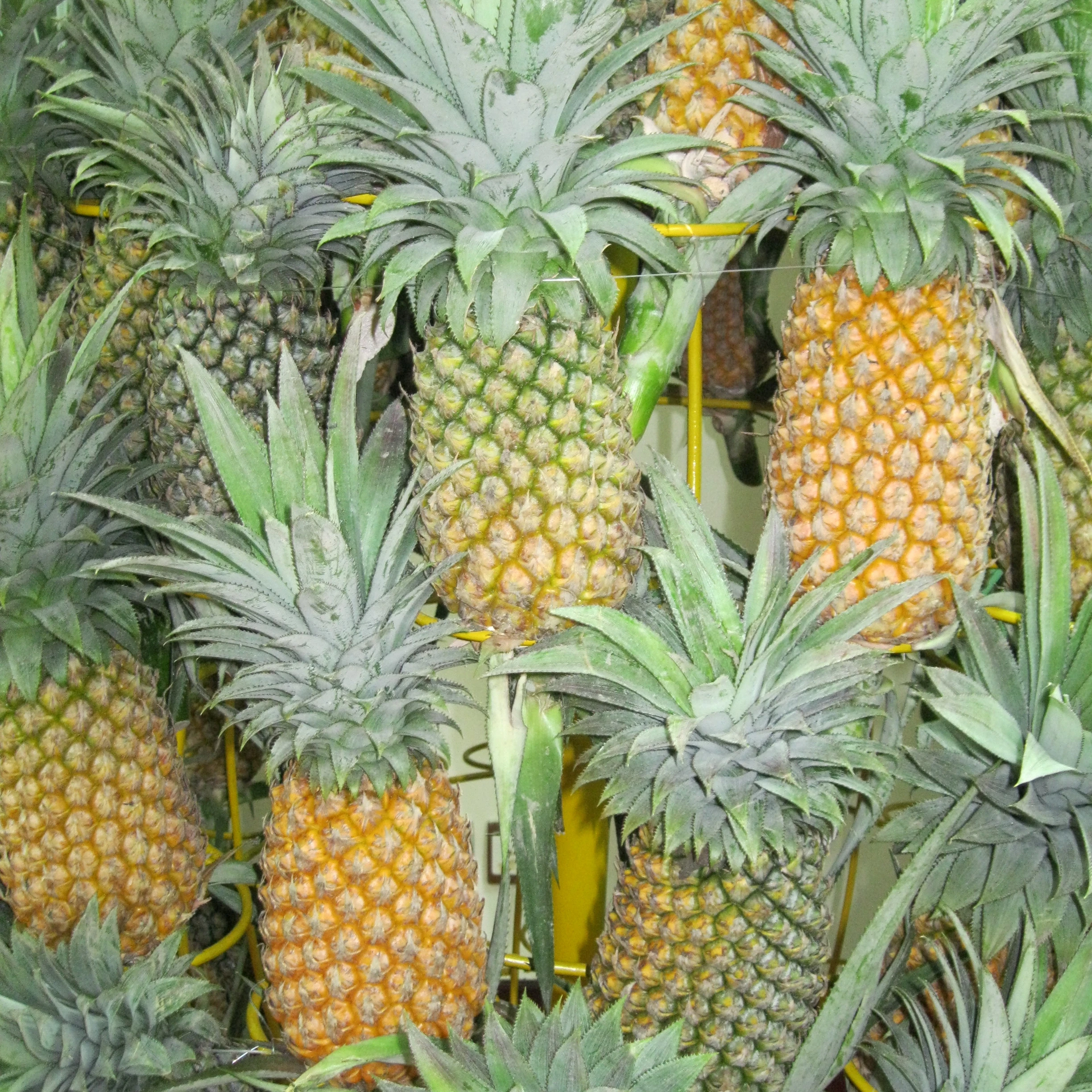 Fresh MD2 Pineapple with reasonable price from  Austria
