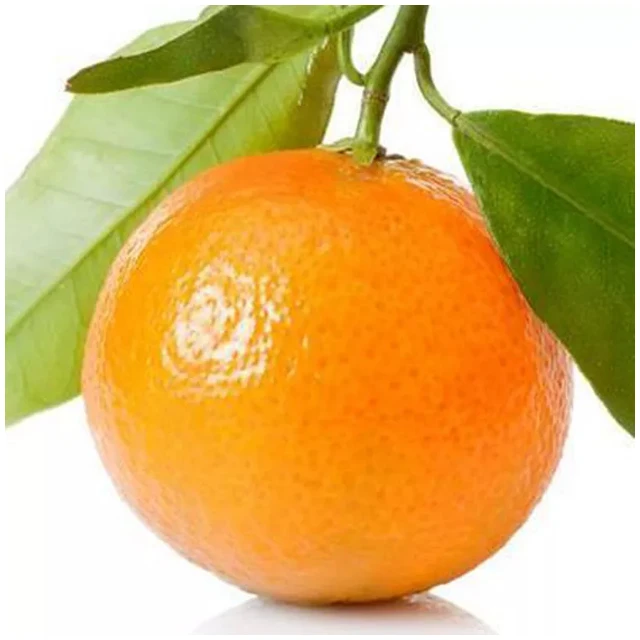 Оптовая продажа импортер апельсинов свежие Клементины апельсины фрукты Нектарин