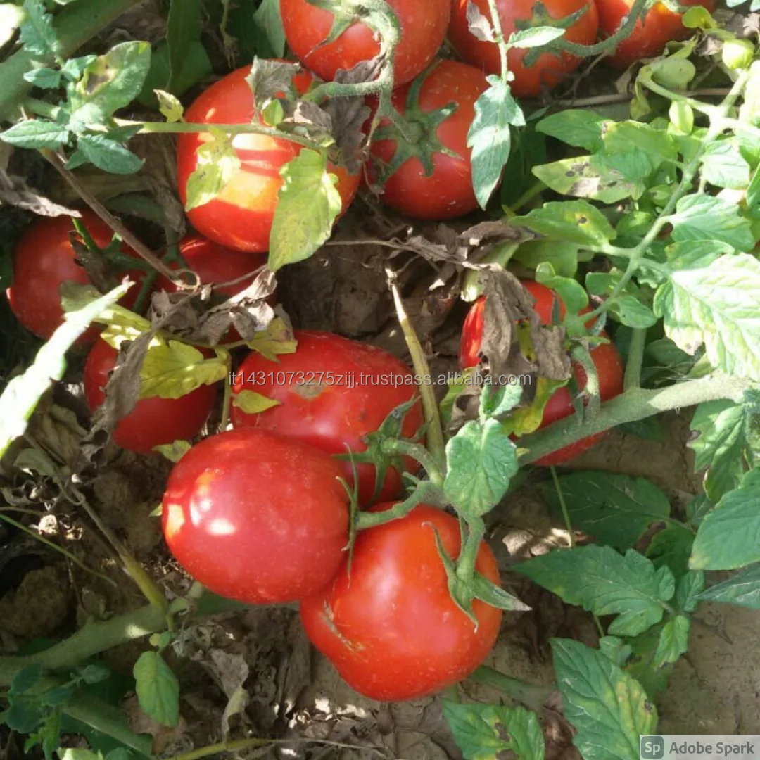 Made in Italy top quality organic bio ready to eat TOMATO SAUCE with tuna and olives 300gr