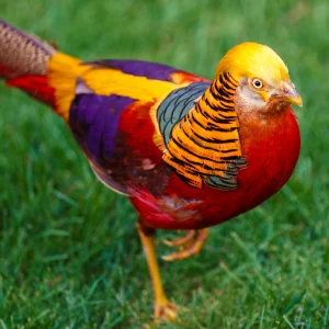 gold pheasant birds 00 9.png