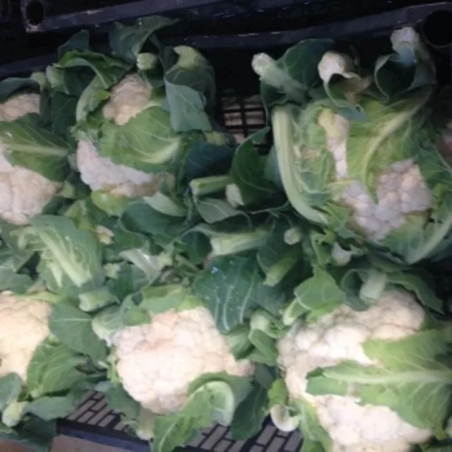 Cauliflower High Quality South Africa Product