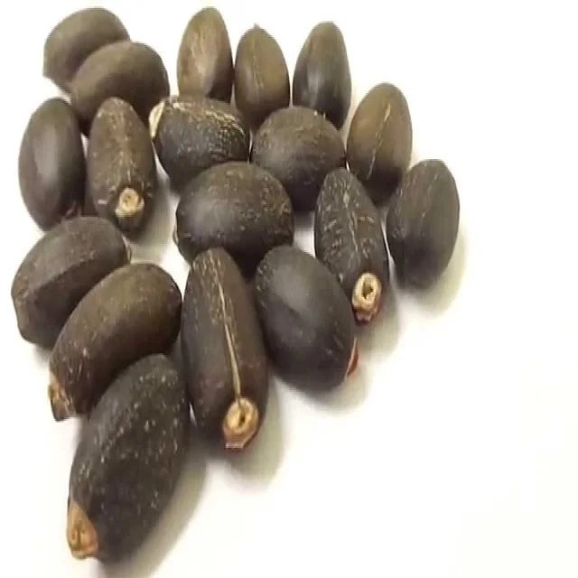 Top quality of Jatropha Seeds Available for
