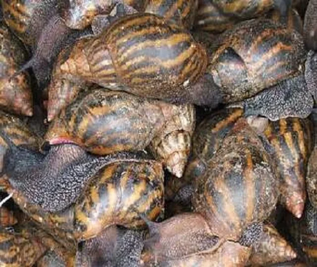 High Quality Dried Giant Snails Price in Ton fresh dried snails