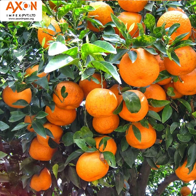 
Best Quality Fresh Mandarin Orange Made In Pakistan with Low Price Clementine, Persmandarijn, Juicy mandarins MANDARIN FROM PAK 