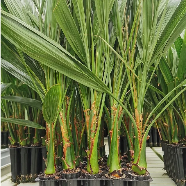 2 Years Old Garden Plant Tissue Culture Date palm Seedlings