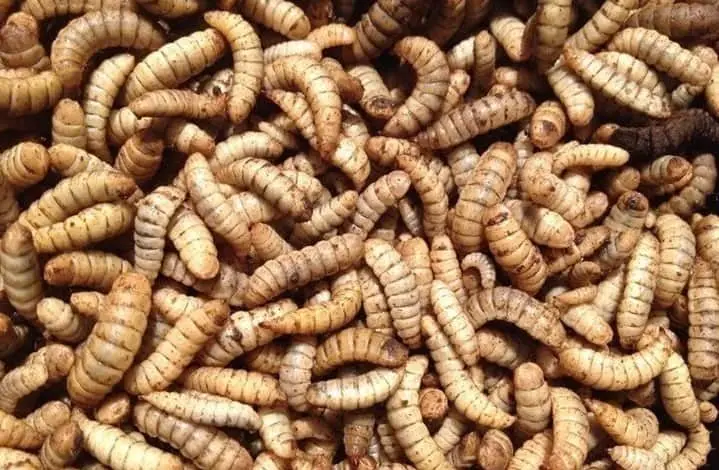  Поставка личинок черного солдата лучшего качества по конкурентоспособной цене + 84-896-626-401