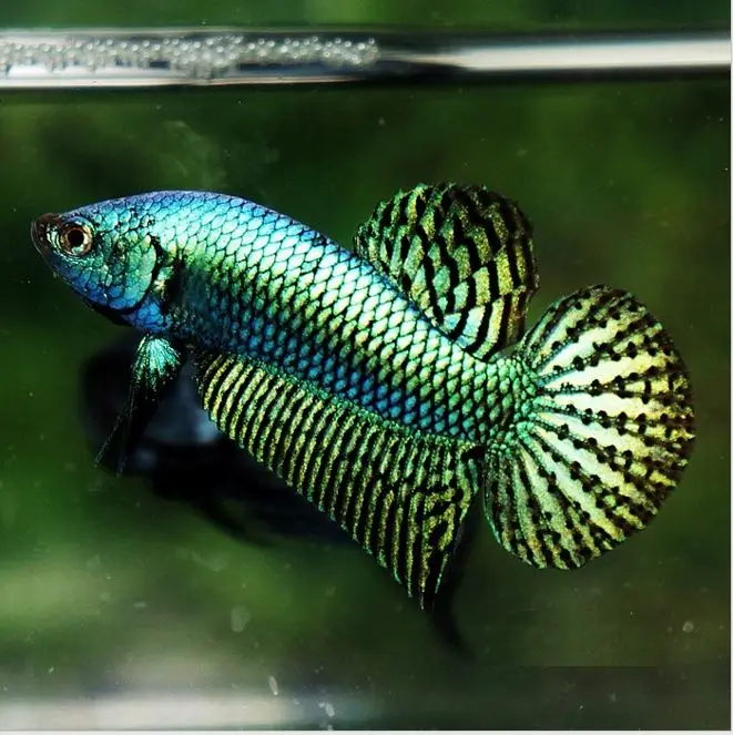 
WILD BETTA - Muticolor Thailand Betta Fish Premium Quality Plakat Siamese Fighting Fish Ornamental Aquariums 