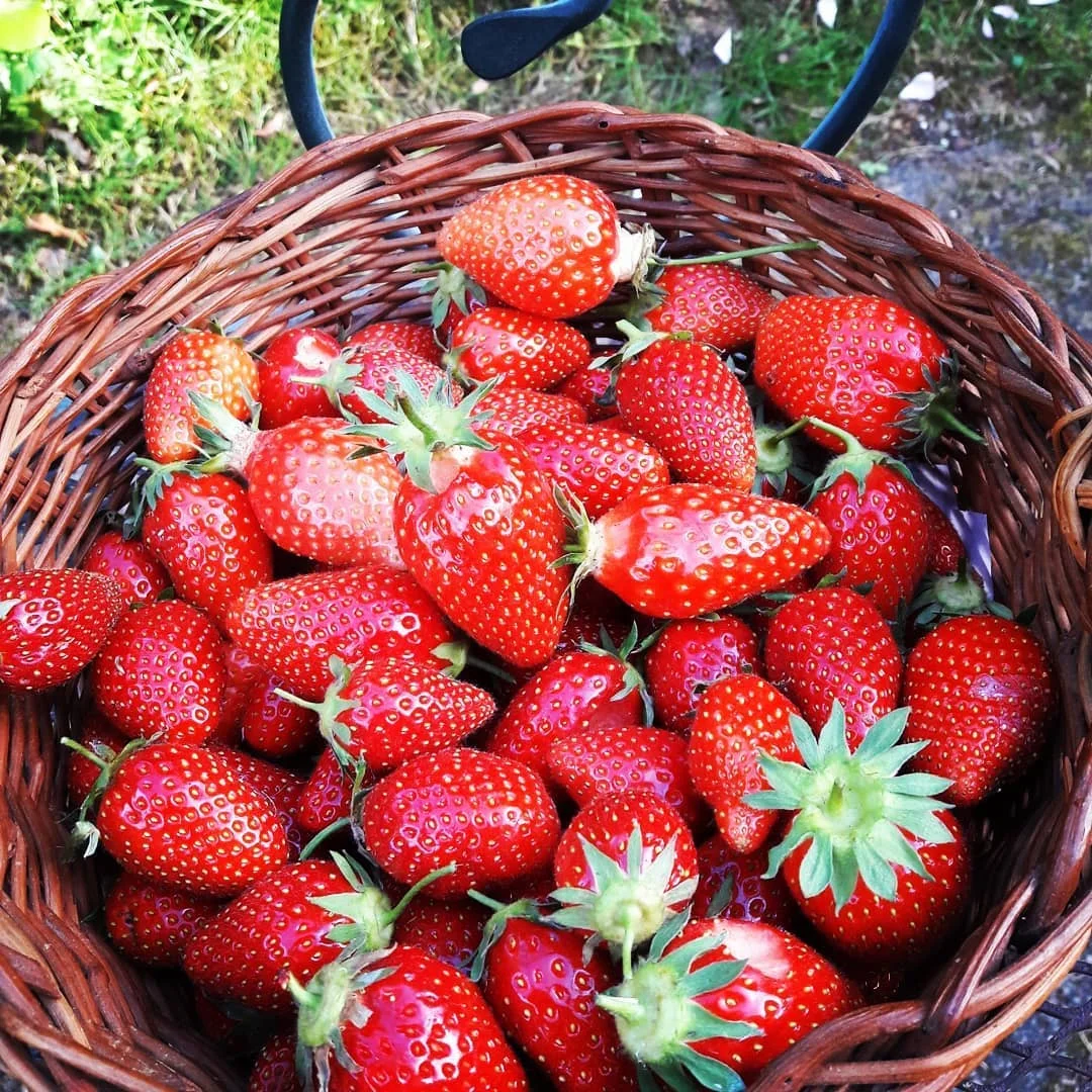 
On Sale Freeze Dried Strawberry / Fresh Strawberry Fruits 