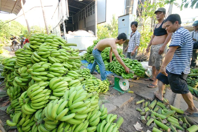 Лучший Продавец-Свежий Кавендиш банан из Вьетнама-Лучшая цена-Высокое качество для экспорта США Азии ЕС