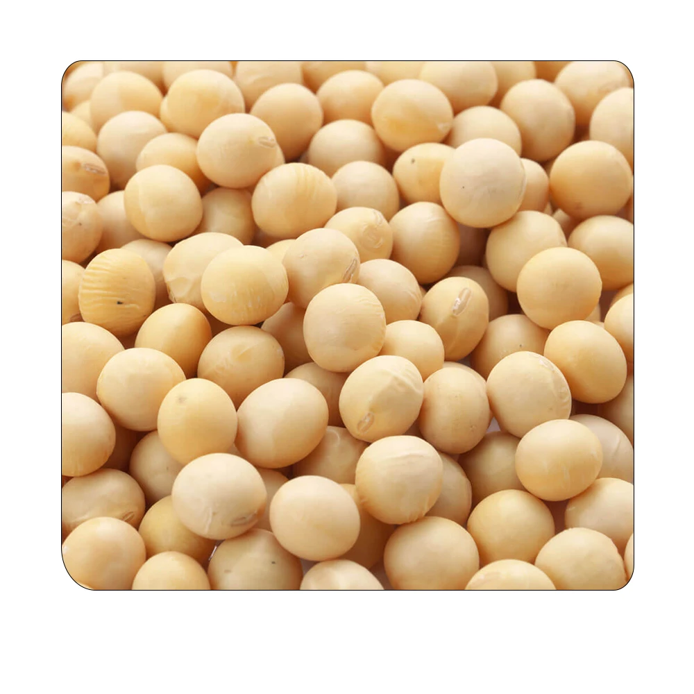 Top Sale Good Quality Organic Soybean Seed at Wholesale Price
