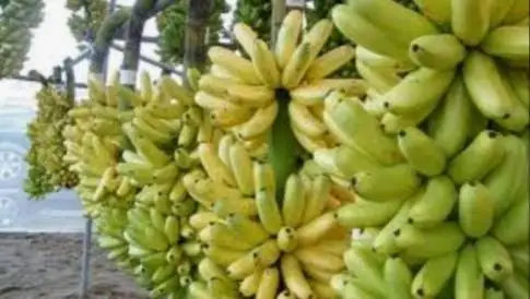 amadurecimento da banana