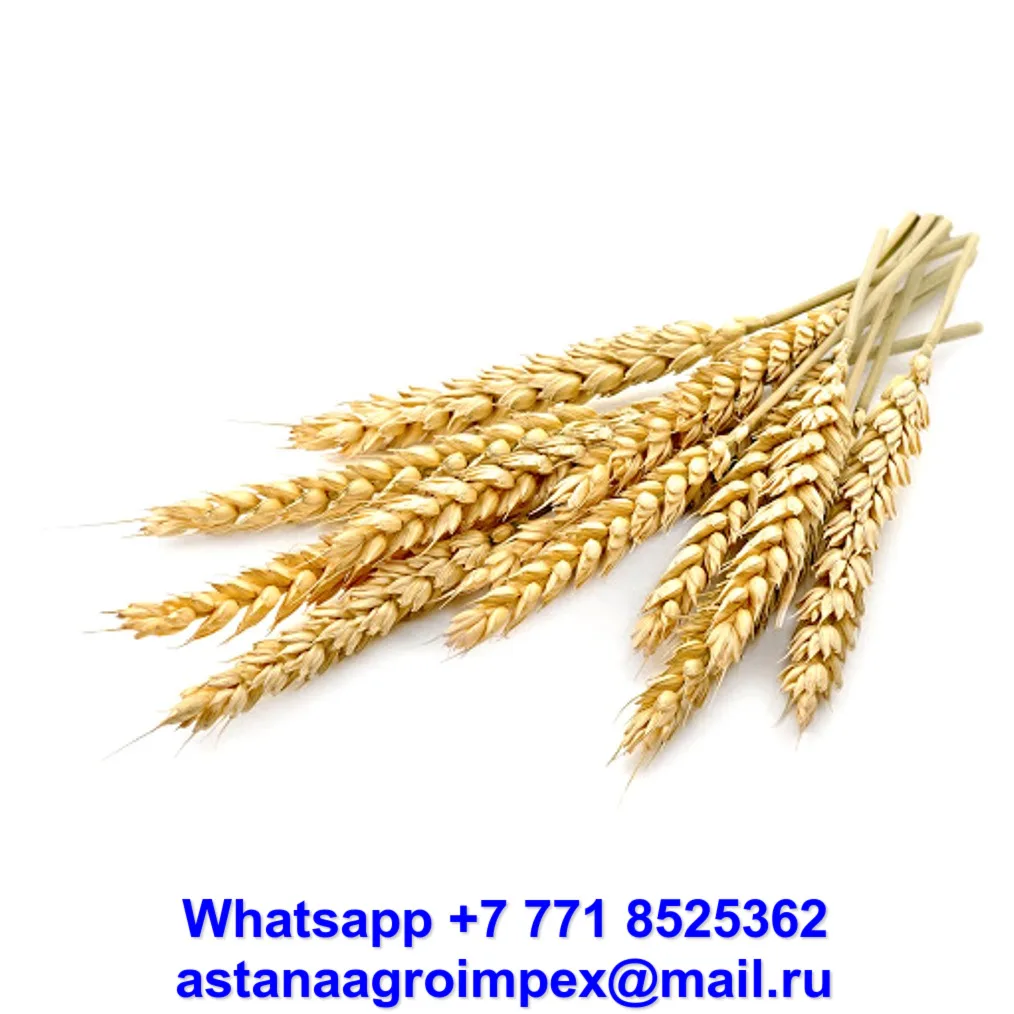 
Kazakhstan Barley Grain Wholesale 
