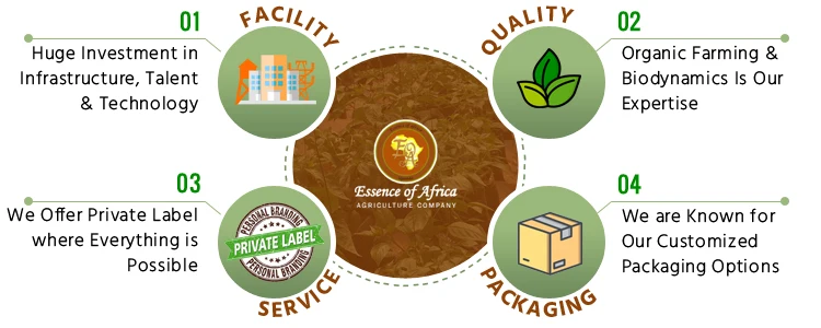 Eucalyptus Dried Cut Leaves, Hojas De Eucalipto, Eucalyptus Herbal Tea  All Natural Green  Leaves  at Low Market Price